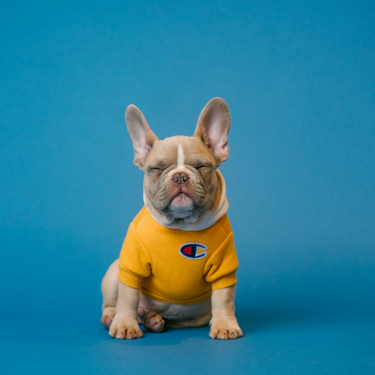 Wholesale Partner for Travel Pet Carriers (EU)