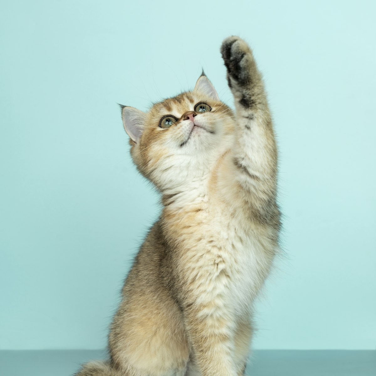 EU Sales Agent — Cat Trees & Scratchers